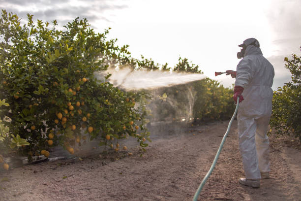 Best Ant Control Services  in Hilltop, MN