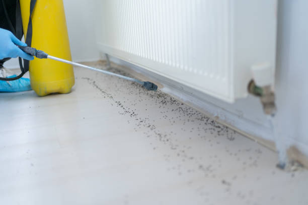 Best Local Pest Control Services  in Hilltop, MN
